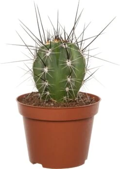 Cactus (Cactus Stetsonia 'Coryne') D 10,5 H 12 Cm