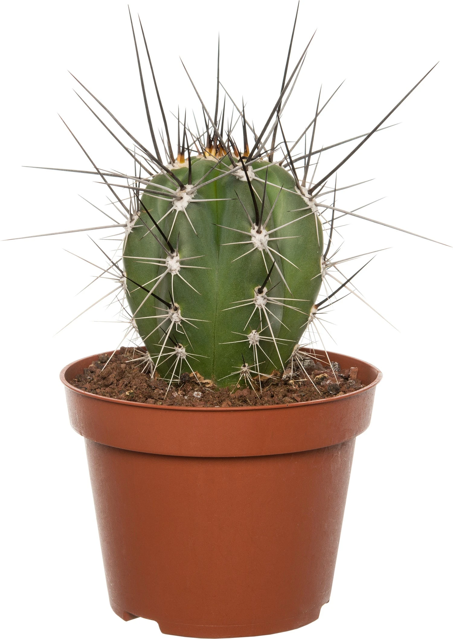 Cactus (Cactus Stetsonia 'Coryne') D 10,5 H 12 Cm 3 Cactus (Cactus Stetsonia 'Coryne') D 10,5 H 12 Cm