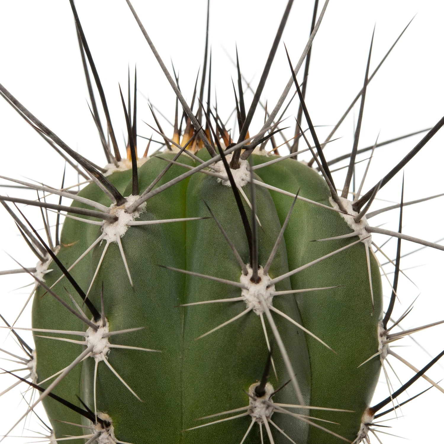 Cactus (Cactus Stetsonia 'Coryne') D 10,5 H 12 Cm 4 Cactus (Cactus Stetsonia 'Coryne') D 10,5 H 12 Cm - Afbeelding 2