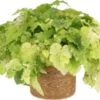 Kindje-op-moeders-schoot (Tolmiea Menziesii) D 12 H 20 Cm -Groene Bloom Winkel 8717263719380