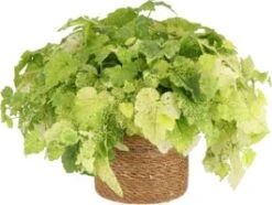 Kindje-op-moeders-schoot (Tolmiea Menziesii) D 12 H 20 Cm