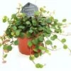 Peperomia (Peperomia 'Pepperspot') D 11 H 25 Cm -Groene Bloom Winkel 8717263719427
