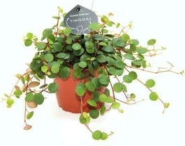 Peperomia (Peperomia 'Pepperspot') D 11 H 25 Cm