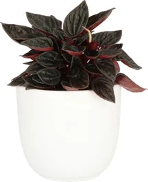 Peperomia (Peperomia Caperata) D 11 H 25 Cm