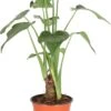 Olifantsoor (Alocasia Cucullata) D 12 H 50 Cm 1 Olifantsoor (Alocasia Cucullata) D 12 H 50 Cm -Groene Bloom Winkel 8717263720058