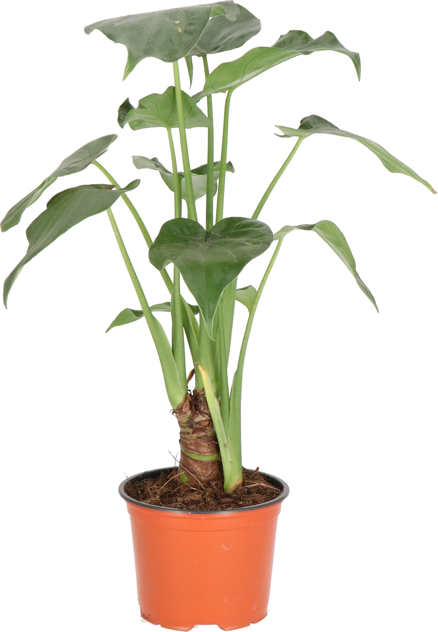 Olifantsoor (Alocasia Cucullata) D 12 H 50 Cm 3 Olifantsoor (Alocasia Cucullata) D 12 H 50 Cm