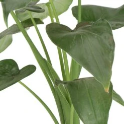 Olifantsoor (Alocasia Cucullata) D 12 H 50 Cm 5 Olifantsoor (Alocasia Cucullata) D 12 H 50 Cm -Groene Bloom Winkel 8717263720058 2