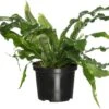 Krokodillenvaren (Microsorum Mussifolium 'Crocodylus') D 23 H 60 Cm -Groene Bloom Winkel 8717263720089