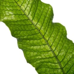 Krokodillenvaren (Microsorum Mussifolium 'Crocodylus') D 23 H 60 Cm -Groene Bloom Winkel 8717263720089 2