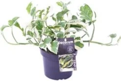 Drakenklimop (Epipremnum Aureum 'N'Joy') D 12 H 15 Cm