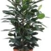 Groene Vijg (Ficus Cyathistipula) D 34 H 130 Cm 2 Groene Vijg (Ficus Cyathistipula) D 34 H 130 Cm -Groene Bloom Winkel 8717263720683