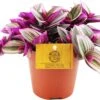 Vaderplant (Tradescantia Albiflora 'Nanouk') D 12 H 20 Cm -Groene Bloom Winkel 8717263720713