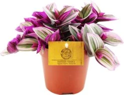 Vaderplant (Tradescantia Albiflora 'Nanouk') D 12 H 20 Cm