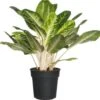 Aglaonema (Aglaonema 'Keylime') D 24 H 70 Cm 2 Aglaonema (Aglaonema 'Keylime') D 24 H 70 Cm -Groene Bloom Winkel 8717263720805