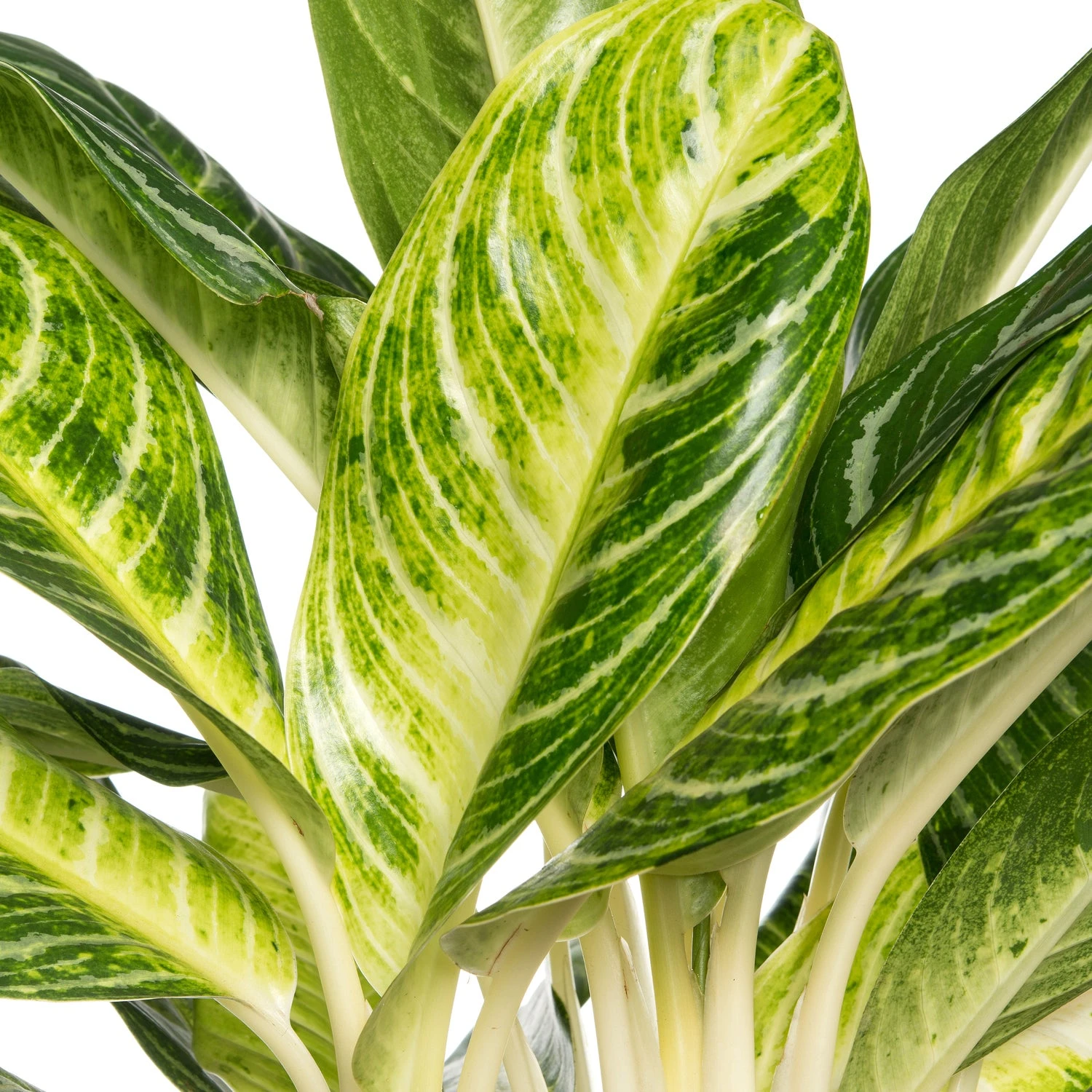Aglaonema (Aglaonema 'Keylime') D 24 H 70 Cm 4 Aglaonema (Aglaonema 'Keylime') D 24 H 70 Cm - Afbeelding 2