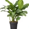 Aglaonema (Aglaonema 'Silver Moon') D 24 H 70 Cm 1 Aglaonema (Aglaonema 'Silver Moon') D 24 H 70 Cm -Groene Bloom Winkel 8717263720812