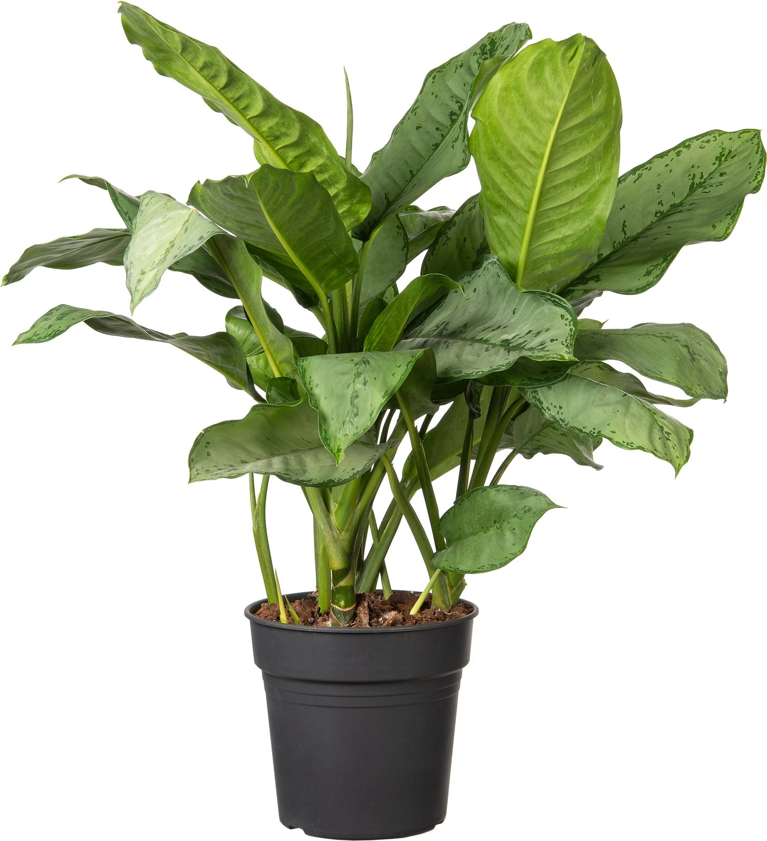 Aglaonema (Aglaonema 'Silver Moon') D 24 H 70 Cm 4 Aglaonema (Aglaonema 'Silver Moon') D 24 H 70 Cm - Afbeelding 2