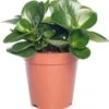 Peperomia (Peperomia Obtusa 'Variegata') D 11 H 25 Cm 2 Peperomia (Peperomia Obtusa 'Variegata') D 11 H 25 Cm -Groene Bloom Winkel 8717263720973