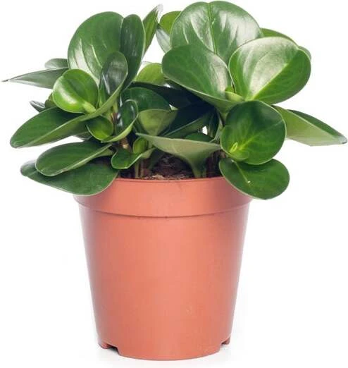 Peperomia (Peperomia Obtusa 'Variegata') D 11 H 25 Cm 3 Peperomia (Peperomia Obtusa 'Variegata') D 11 H 25 Cm