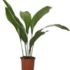 Kwartjesplant (Aspidistra Elatior) D 13 H 50 Cm -Groene Bloom Winkel 8717263721215
