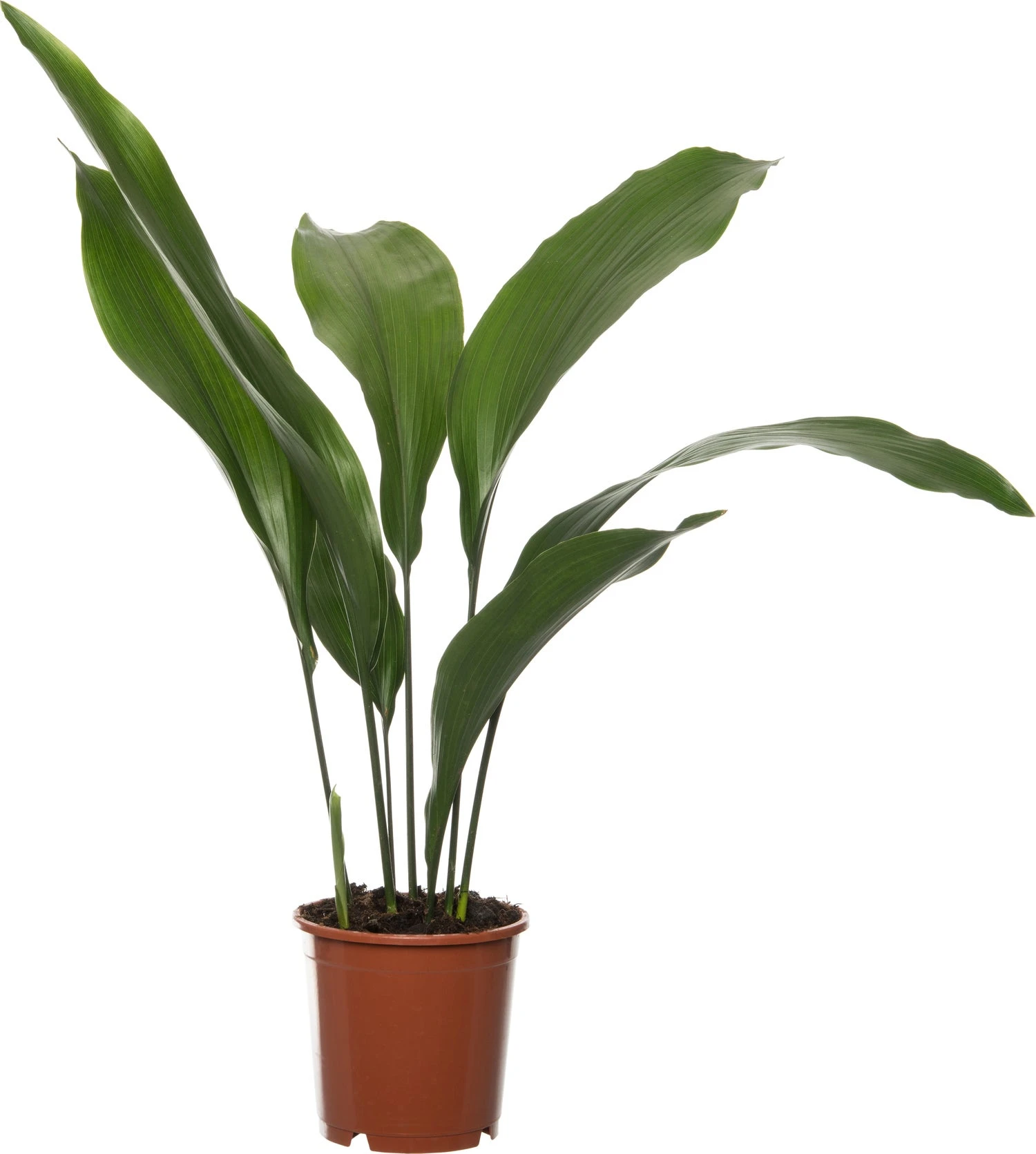 Kwartjesplant (Aspidistra Elatior) D 13 H 50 Cm 3 Kwartjesplant (Aspidistra Elatior) D 13 H 50 Cm