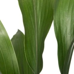 Kwartjesplant (Aspidistra Elatior) D 13 H 50 Cm 5 Kwartjesplant (Aspidistra Elatior) D 13 H 50 Cm -Groene Bloom Winkel 8717263721215 2