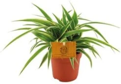 Graslelie (Chlorophytum Comosum 'Ocean') D 10;5 H 15 Cm