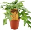 Philodendron (Philodendron Minima) D 12 H 30 Cm -Groene Bloom Winkel 8717263721352 1