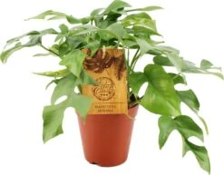 Philodendron (Philodendron Minima) D 12 H 30 Cm