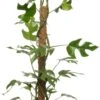 Philodendron Met Mosstok (Philodendron Minima) D 19 H 90 Cm -Groene Bloom Winkel 8717263721536 1