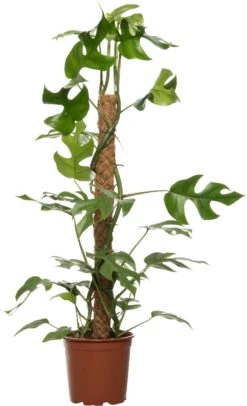 Philodendron Met Mosstok (Philodendron Minima) D 19 H 90 Cm