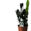 Zwarte Zamioculcas (Zamioculcas 'Raven') D 14 H 45 Cm 1 Zwarte Zamioculcas (Zamioculcas 'Raven') D 14 H 45 Cm -Groene Bloom Winkel 8717263721543 1