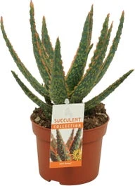 Aloë (Aloë 'Dannyz') D 10,5 H 18 Cm