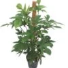 Philodendron Op Mosstok (Philodendron Pedatum) D 21 H 100 Cm -Groene Bloom Winkel 8717263721598