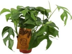 Philodendron (Philodendron Minima) D 15 H 40 Cm