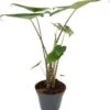Olifantsoor (Alocasia Zebrina) D 17 H 60 Cm 1 Olifantsoor (Alocasia Zebrina) D 17 H 60 Cm -Groene Bloom Winkel 8717263721932