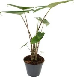 Olifantsoor (Alocasia Zebrina) D 17 H 60 Cm