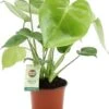 Gatenplant (Monstera Deliciosa) D 12 H 40 Cm 2 Gatenplant (Monstera Deliciosa) D 12 H 40 Cm -Groene Bloom Winkel 8717263722168