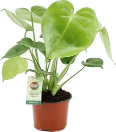Gatenplant (Monstera Deliciosa) D 12 H 40 Cm 3 Gatenplant (Monstera Deliciosa) D 12 H 40 Cm
