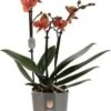 Vlinderorchidee 3 Tak (Phalaenopsis Multiflora) Oranje D 12 H 50 Cm 2 Vlinderorchidee 3 Tak (Phalaenopsis Multiflora) Oranje D 12 H 50 Cm -Groene Bloom Winkel 8717263722670
