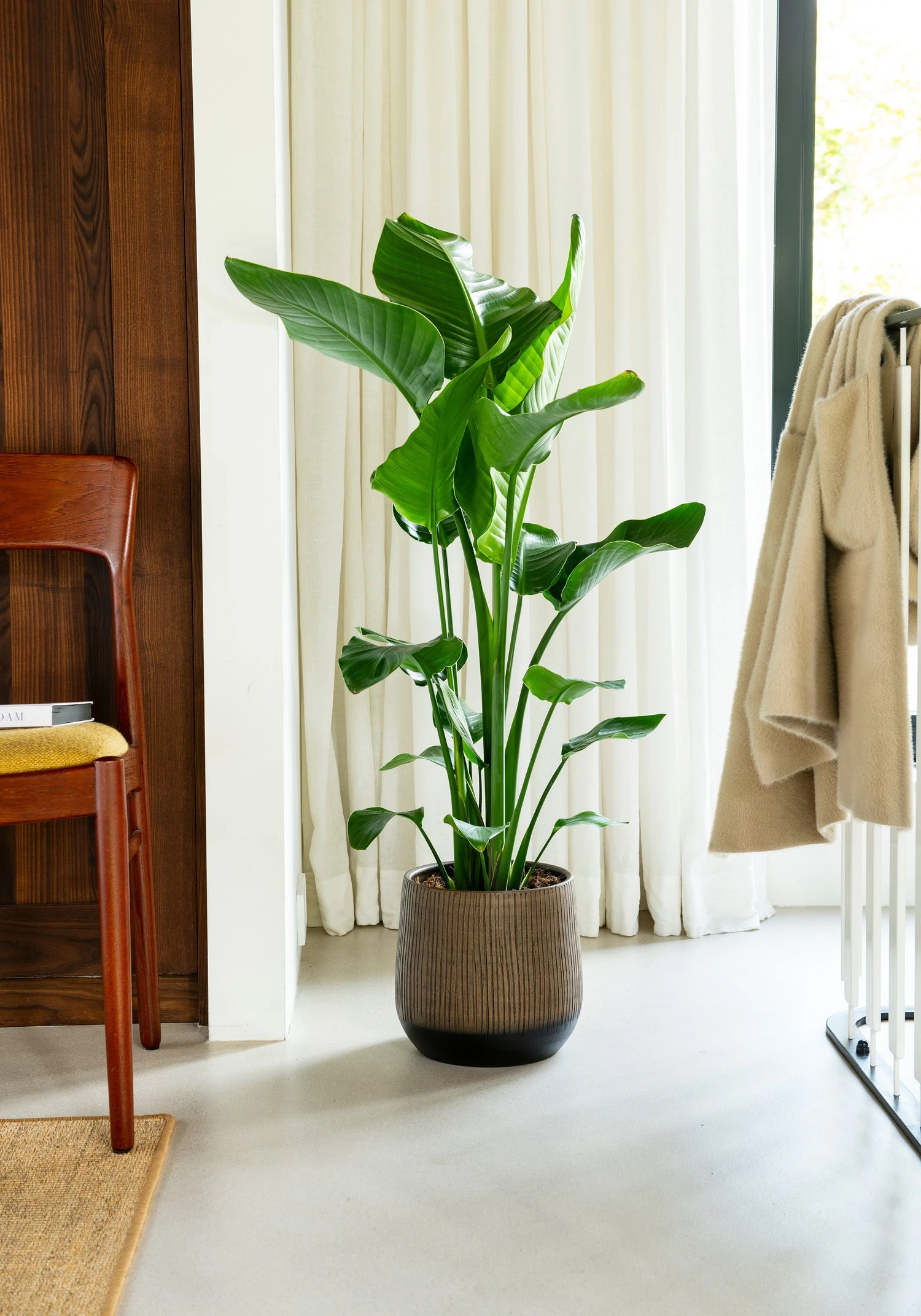 Paradijsvogelplant (Strelitzia Nicolai) D 21 H 100 Cm 4 Paradijsvogelplant (Strelitzia Nicolai) D 21 H 100 Cm - Afbeelding 2