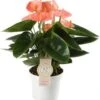 Flamingoplant (Anthurium Andraeanum 'Spirit') D 12 H 40 Cm 1 Flamingoplant (Anthurium Andraeanum 'Spirit') D 12 H 40 Cm -Groene Bloom Winkel 8717263723059