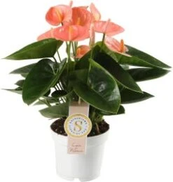 Flamingoplant (Anthurium Andraeanum 'Spirit') D 12 H 40 Cm