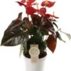 Flamingoplant (Anthurium Andraeanum 'Coral Champion') D 12 H 40 Cm 1 Flamingoplant (Anthurium Andraeanum 'Coral Champion') D 12 H 40 Cm -Groene Bloom Winkel 8717263723066