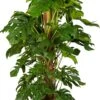 Gatenplant Met Mosstok (Monstera Pertusum) D 35 H 150 Cm -Groene Bloom Winkel 8717263723172