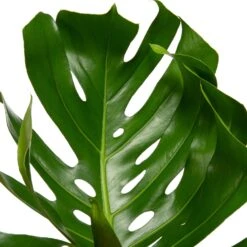 Gatenplant Met Mosstok (Monstera Pertusum) D 35 H 150 Cm -Groene Bloom Winkel 8717263723172 2