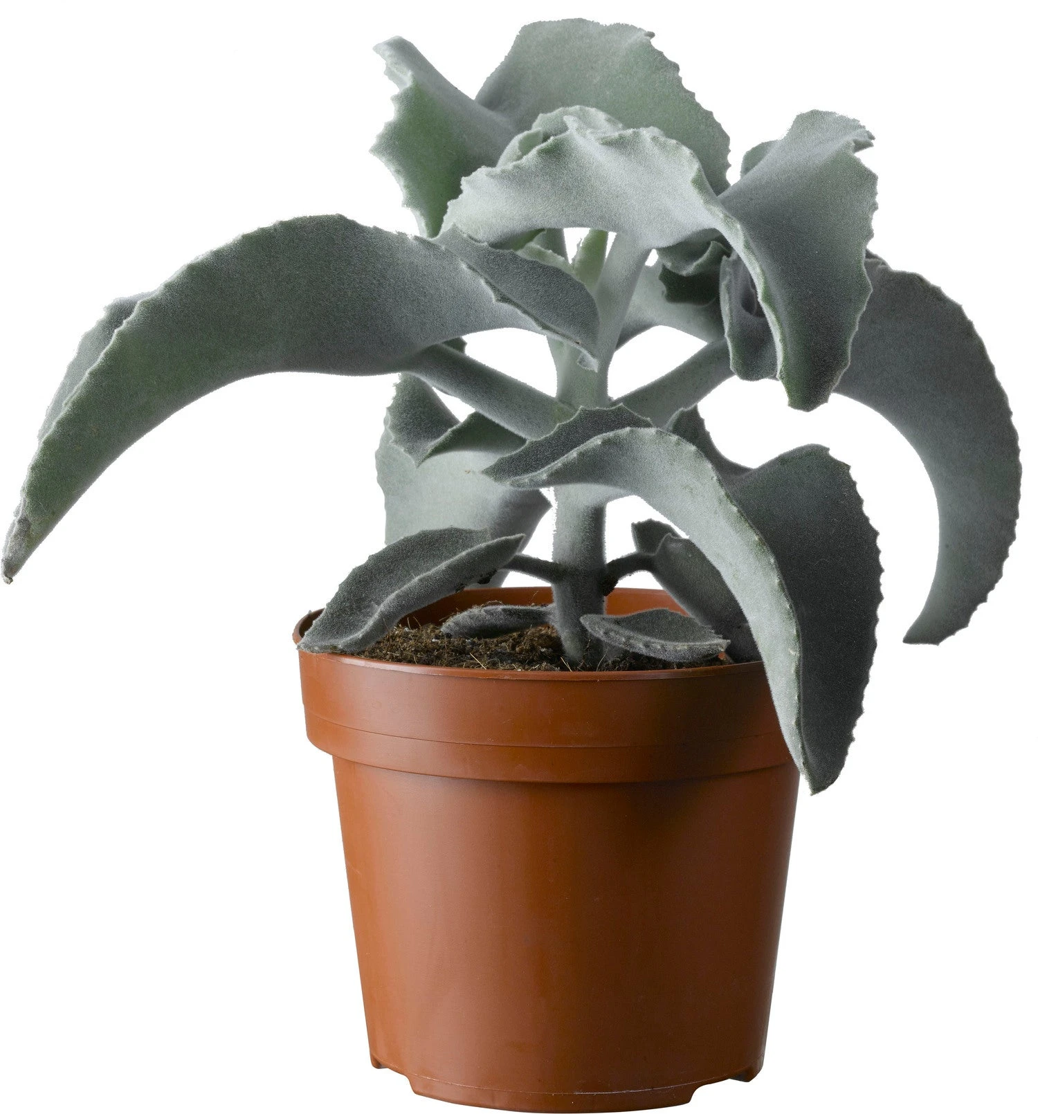 Kalanchoë (Kalanchoë Beharensis) D 13 H 30 Cm 3 Kalanchoë (Kalanchoë Beharensis) D 13 H 30 Cm