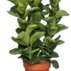 Vioolbladplant (Ficus Lyrata 'Bambino') D 21 H 70 Cm 2 Vioolbladplant (Ficus Lyrata 'Bambino') D 21 H 70 Cm -Groene Bloom Winkel 8717263723660