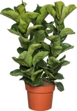 Vioolbladplant (Ficus Lyrata 'Bambino') D 21 H 70 Cm