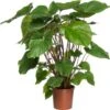 Homalomena (Homalomena Rubescens 'Maggy') D 24 H 80 Cm 2 Homalomena (Homalomena Rubescens 'Maggy') D 24 H 80 Cm -Groene Bloom Winkel 8717263724254